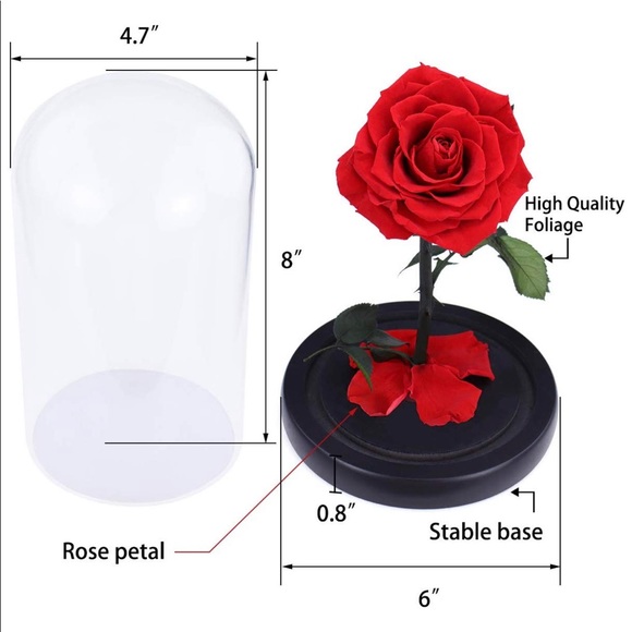 Beauty and the Beast Rose, Preserved Rose in Dome - Picture 7 of 8